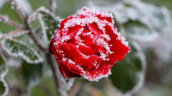 На Львівщині протягом тижня синоптики прогнозують сильні заморозки