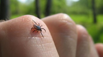 У Львові 23-річний хлопець потрапив до лікарні з паралічем обличчя через укус кліща