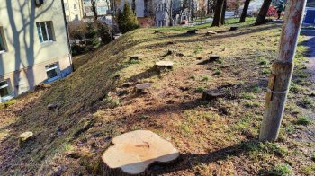 Львів’яни скаржаться на масове вирубування дерев в міських парках