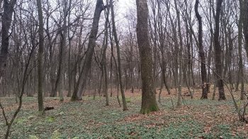 На Сокальщині природоохоронці виявили старовіковий дубовий ліс