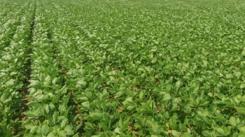 Фермер із Дрогобиччини незаконно засіяв соєю понад 8 га землі біля нафтопроводу