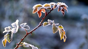Синоптики прогнозують сильні заморозки у ніч на неділю на Львівщині