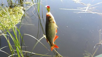 Краснопірка звичайна