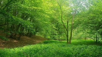 У парку на Львівщині хочуть оселити європейських зубрів