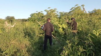 В одній з громад Львівщини борються з борщівником за допомогою дрона (фото)