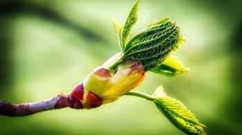 Синоптики розповіли, якою буде погода на Провідну неділю