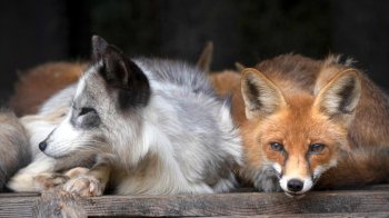 Львів’ян закликають приносити речі для ярмарку на потреби тварин у притулку