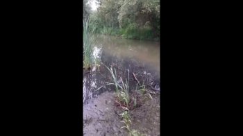 Мор риби та сморід: на Львівщині спиртзавод зливає відходи у річку (відео)