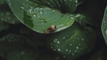 У Львові прогнозують сильні нічні заморозки та дощ вдень 12 травня