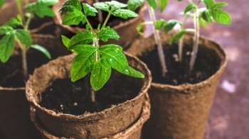 Що посіяти у лютому на розсаду: перелік культур та поради