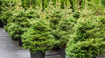 Як придбати ялинку не зашкодивши природі?