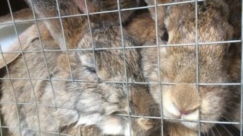 У Львівській області кролик відкусив пальця однорічній дитині