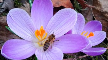 У Львові в парку Хмельницького розквітли проліски, крокуси та підсніжники (фото)