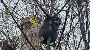 У Львові на дереві помітили єнота (фото)