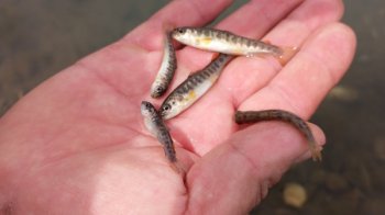 Зариблення річки Стрий: понад 3 тисячі мальків струмкової форелі