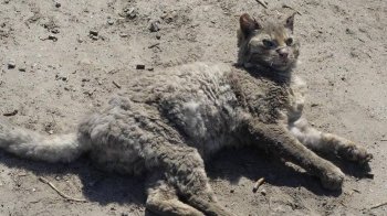 Фенікс повстав із попелу: як тепер виглядає кіт, який пережив жахи російської окупації на Київщині