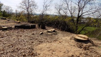 Троє посадовців військового лісництва на Львівщині розікрали лісу на 5 млн грн