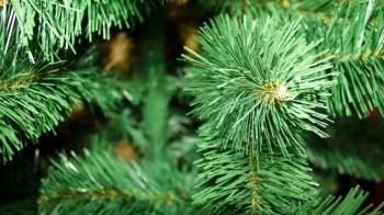 У Стрию визначили місце, де продаватимуть ялинки