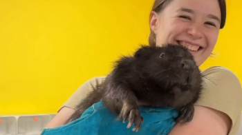 Посеред ринку у Львові спіймали пораненого бобра