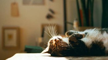 До 20 градусів тепла: яку погоду очікувати 23 березня на Львівщині