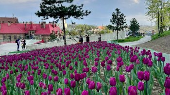 Скільки коштують газони і квіти у Львові: підрахунок витрат 2025 року