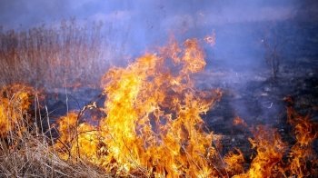 Від початку 2022 року рятувальники Львівщини фіксують надзвичайну кількість пожеж в екосистемах: паліїв каратимуть штрафами