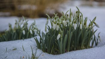 Весна без стресу: як підготуватися до зміни погоди та світлового дня