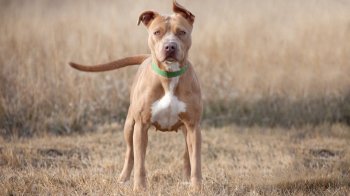 У мешканця Львівщини конфіскують пітбультер'єра через загризеного пса