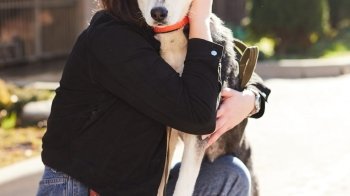 "Клуб юного кінолога" та "Мрія": ЛКП "Лев" запускає два нові проєкти