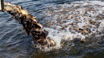 У "Львівське море" випустили понад 2 тонни риби