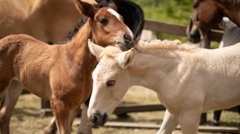 Львівський “Каретний двір” відкрив збір на допомогу коням