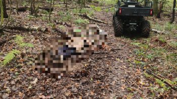 У лісі на Стрийщині рятувальники знайшли тіло зниклого 57-річного чоловіка