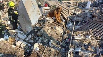 Помер пес Крим, господарі якого загинули під час ракетного удару по Дніпру