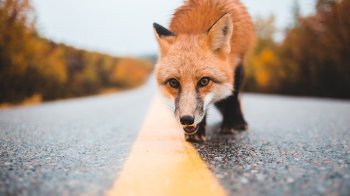 Личаківською вулицею Львова розгулювала лисиця