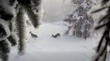 На Львівщині до відеопасток прикордонників потрапили олені, козулі та лисиця