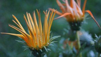 Сонячно і тепло: що чекати від погоди на Львівщині 13 квітня