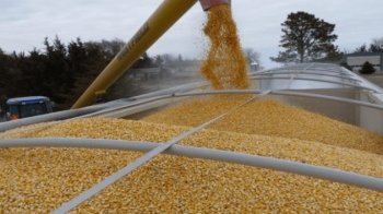 Україна безкоштовно надасть зерно деяким країнам Африки: деталі