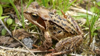 Жаба трав'яна