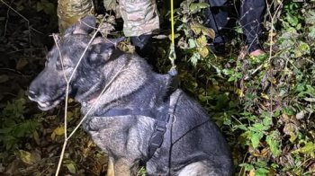 Поліцейський пес допоміг знайти зниклого чоловіка у лісі на Львівщині