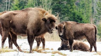 На Львівщині порахують усіх червонокнижних зубрів