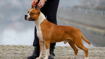 У Дрогобичі власника стаффордширського тер’єра оштрафували на 1700 гривень за напад на дитину