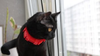 Студенти Львівської Політехніки розробили ошийник для спілкування з котами