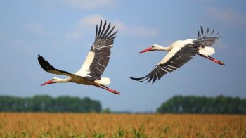 Білі лелеки