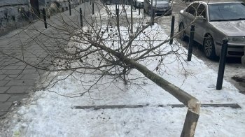 В історичному центрі Львова невідомі вночі 11 лютого зрізали дерева (фото)