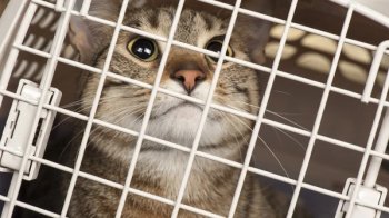 За утримування кота в клітці у Дрогобичі жінку оштрафували на 3400 грн