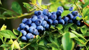 Ягоди лохини