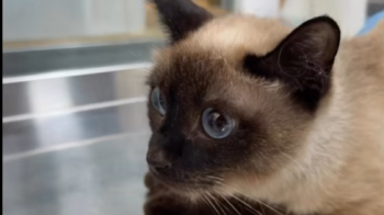 У Брюховичах п’ятеро котів жили два місяці зачинені з мертвою господинею