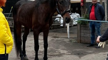 До Львова евакуювали коня з Краматорська, якому загрожувала евтаназія