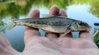 Суд на Львівщині оштрафував чоловіка за виловлену рибу вагою чотири грами