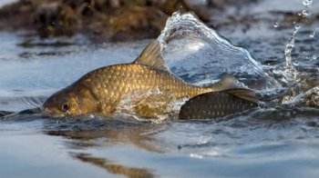 На Львівщині запровадили заборону на вилов риби у зимувальних ямах